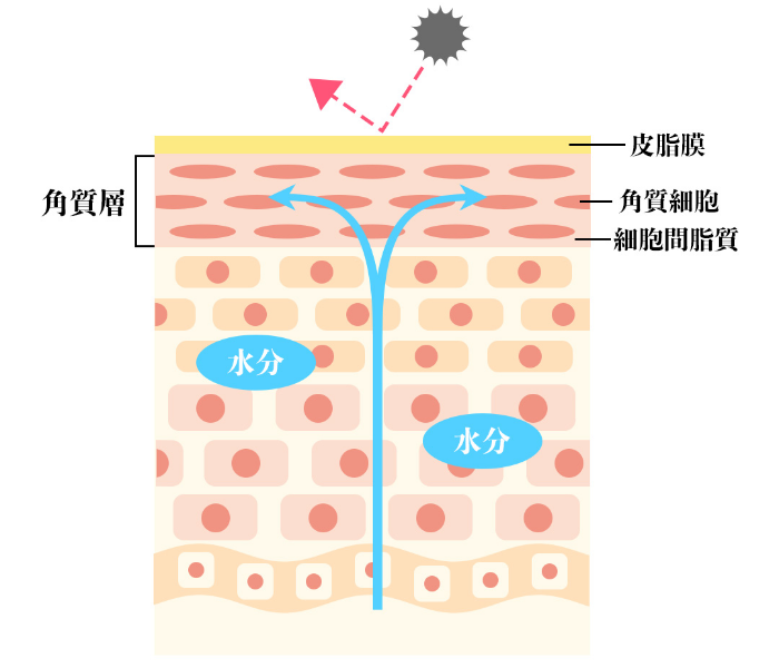 図解 皮脂膜：天然のモイストベール、角質層：水分保持