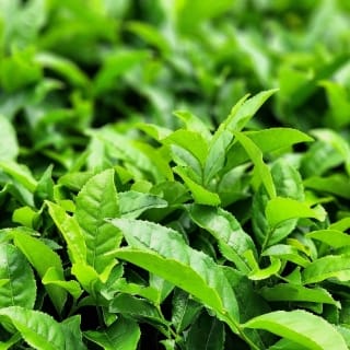 済州産発酵緑茶オイル